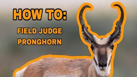 HOW TO FIELD JUDGE PRONGHORN ANTELOPE | Bowhunting Tips for Scoring Big Bucks