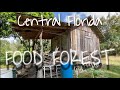 Central florida food forest  tropical fruits  more  virtual tour 2020