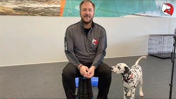 DGP Puppy Class Video - Marker Words, the Clicker and Cue Words