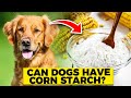 Are Cornstarch Treats Safe for Dogs? Understanding the Risks and Benefits