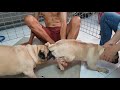 Kỹ thuật phối giống cho PUG