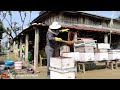 Bee Farming In Nepal|Village Organic Lifestyle #ruralvillagelifenepal #beefarmingnepal