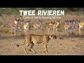 Twee Rivieren Rest Camp and Game Viewing Review - Kgalagadi National Park