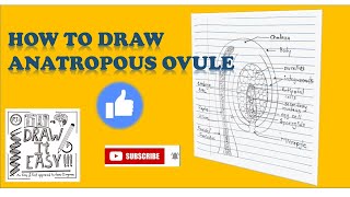 How To Draw Anatropous Ovule Cl 12 Biology Diagrams Exam Guide Hsccbseicse Plant Repro