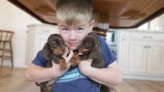 Adorable Mini Dachshunds - Two Litters by Happy Tails Homestead 177 views 1 month ago 2 minutes, 22 seconds