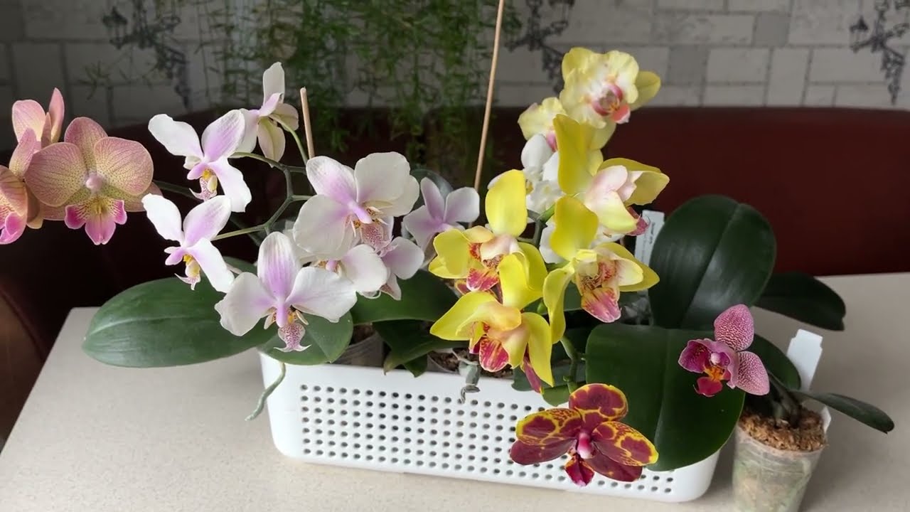 Цветущий детский сад