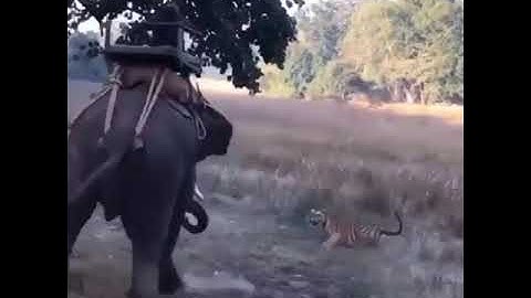 tiger attacks the elephant