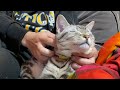 猫専用マッサージ店が気持ち良すぎてこうなっちゃいました