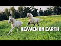 The Foals Are FINALLY FRIENDS! + Changes For The Herd