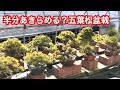 五葉松盆栽取り木5年かかる・盆栽PH測定・アマギ砂・赤玉土と培養土・中性7・LED盆栽・実物花芽(ズミ・ヒメビコウ・マユミ)やじま園@盆栽タネ