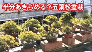 五葉松盆栽取り木5年かかる・盆栽PH測定・アマギ砂・赤玉土と培養土・中性7・LED盆栽・実物花芽(ズミ・ヒメビコウ・マユミ)やじま園@盆栽タネ