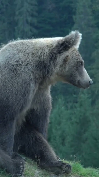 beruang | suara beruang #shorts