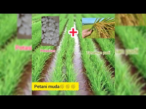Video: Apakah Potash baik untuk tanaman?