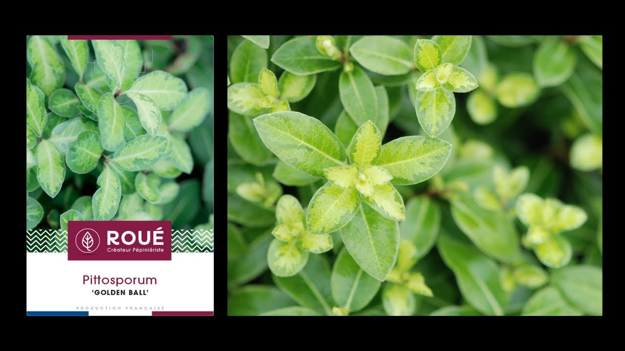 Pittosporum Golden Ball Youtube