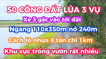 ( số 394 ) 50 công đất lúa 3 vụ rất đẹp,khu vực trồng vườn,giá rất hợp lý tại Thạnh Hoá - Long An