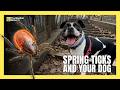 Ticks Are Emerging This Spring, How to Protect Your Pet | #tick
