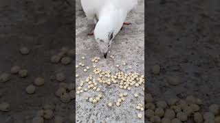 White Pigeon Seeds Eating shorts Pets Pigeon  Birds S ytshorts trending newpigeon