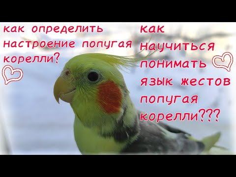 как научиться понимать язык жестов попугая корелли???Как определить настроение попугая