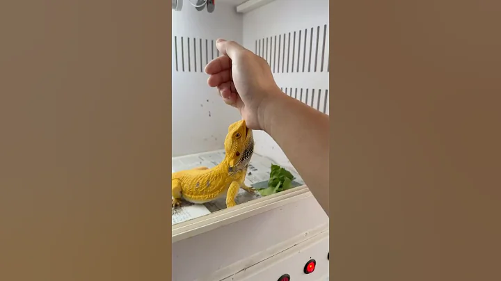 What are you doing?🥹🥹🥹🥲#reptiles #iguana #dragon #lizard #fyp #pets #edkfarm #music #lyrics