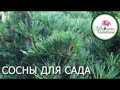 ХВОЙНЫЕ В САДУ. СОСНЫ