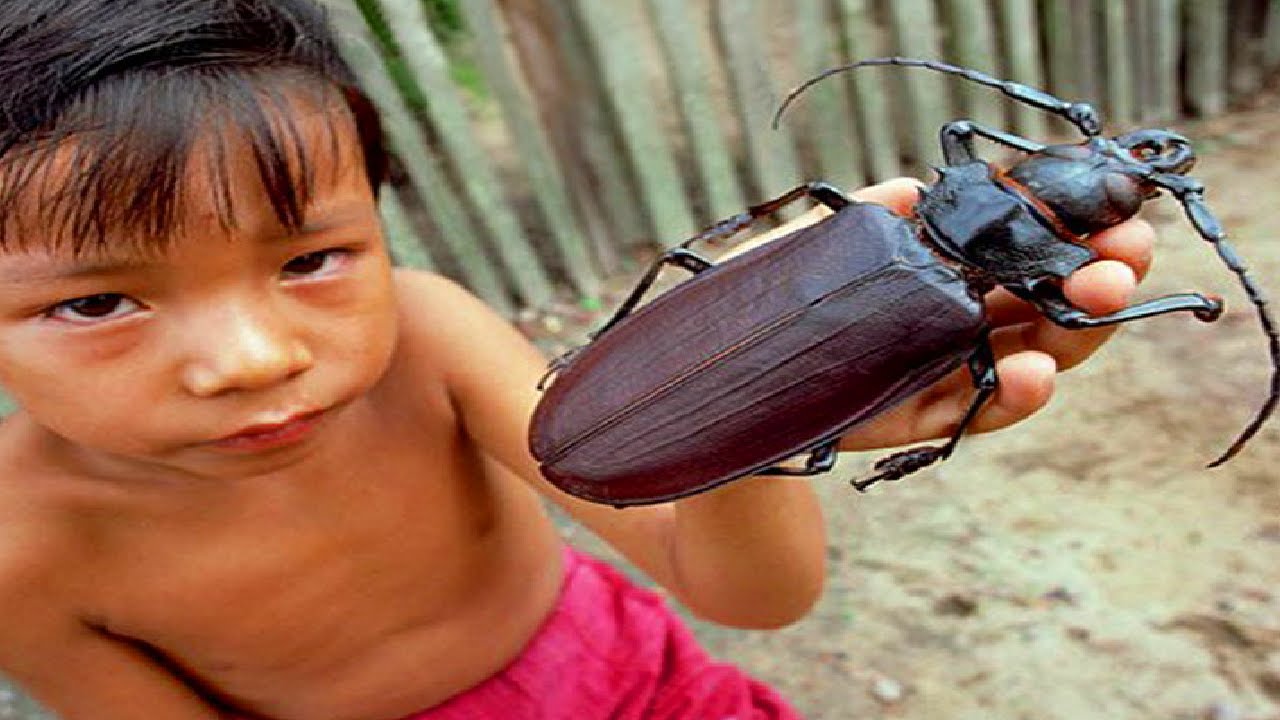 Top 10 Largest Insects In The World! - YouTube Zero2Hero