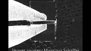 CryoFIB sample preparation for cryoTEM using a cryoGripper