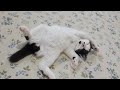 遊び疲れてへそ天で寝落ちしてしまう子猫 ＆ かのこと姉妹vsアロワナ【保護子猫】