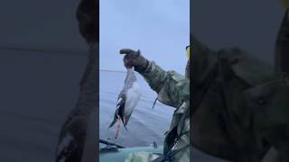 УРА!Первый гоголь в его жизни! 🔥🔥🔥🦆#охота #hunting#отдыхнаприроде