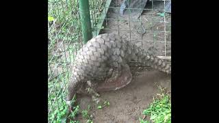 Injured pangolin rescued by wildlife officers | Pangolin |Save Pangolin | Animals | Wildlife#shorts