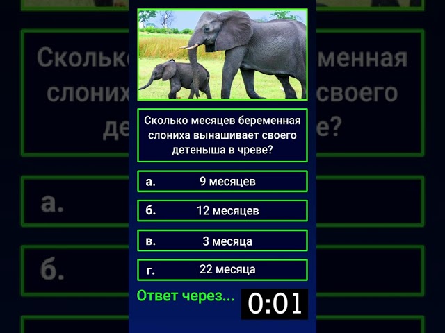 Сколько месяцев беременная слониха вынашивает своего детеныша в чреве?