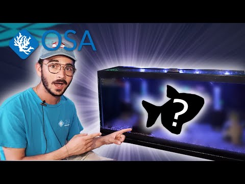 The MOST CONTROVERSIAL Fish EVER?