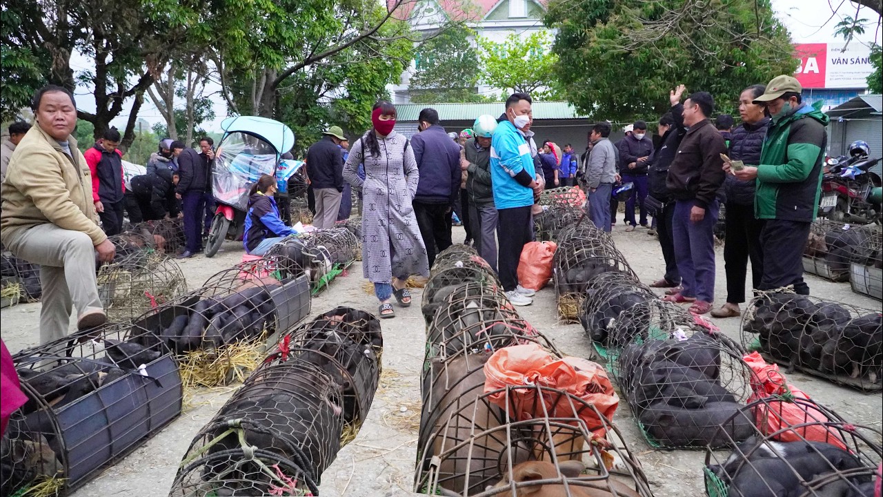 Chợ phiên Bình Lư Lai Châu hàng ngàn con lợn đen được bày bán với nhiều đặc sản núi rừng