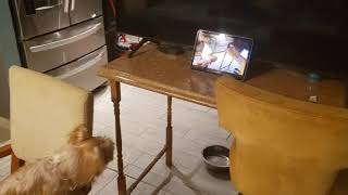 Dog Goes Insane Watching Herself In A Video
