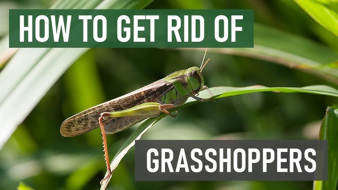 Grasshopper infestation How do I get rid of them, preferably not using any  poison. : r/gardening