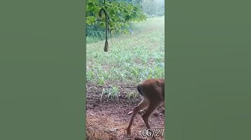 Quick check of the scrape #2024 #deer #new #nature #bucks #scrape #shorts #wildlife #caughtoncamara