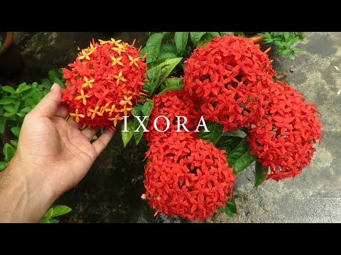 Video: Ixora Plantepleie - Lær om å dyrke en Ixora-busk