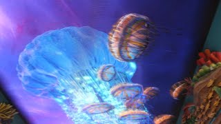 🌊 Tranquil Depths Exploring the Serene Underwater World with Ambient Music 🐠🐚