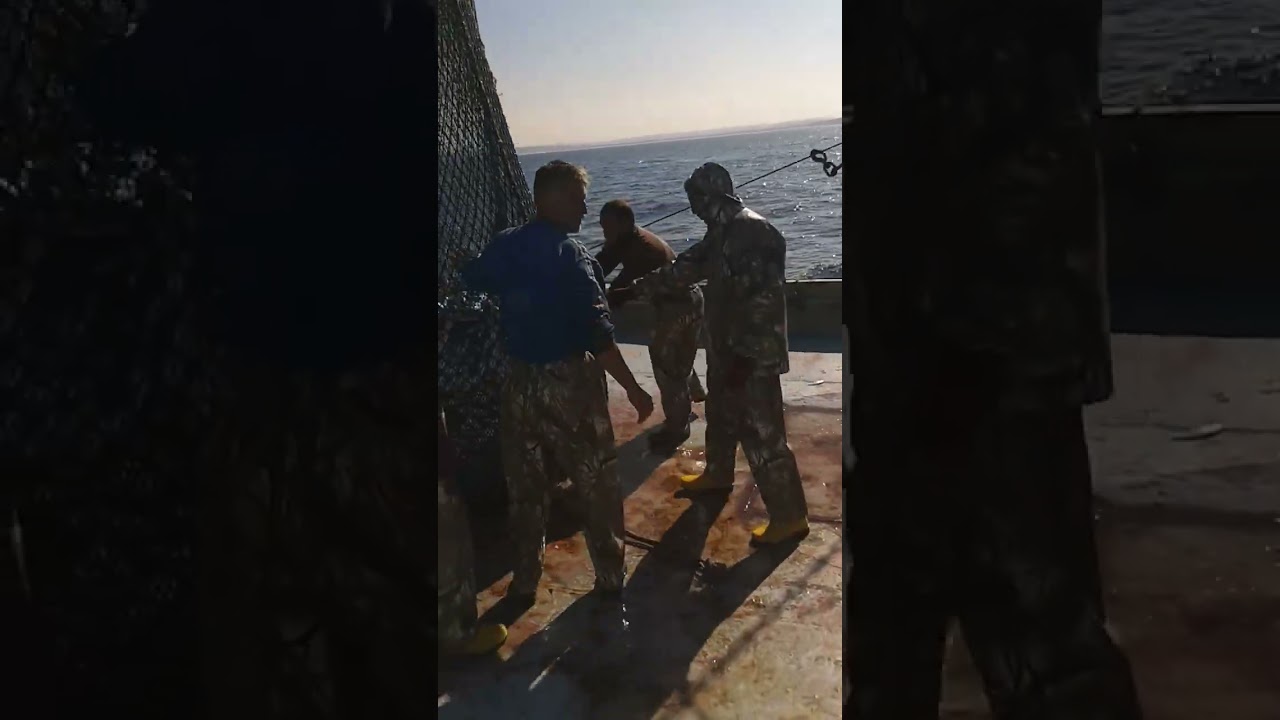 Anadolu fenerinde çinekop avı