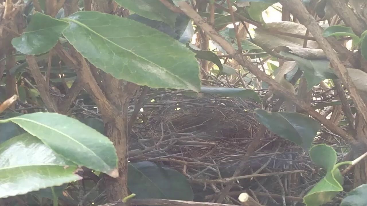 Live Blue Bird Nest Live Stream YouTube