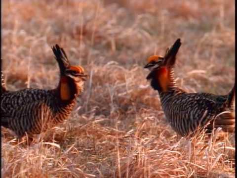 Prairie Ecosystem