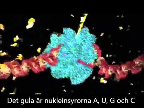 Video: Hvilke Typer RNA Finnes I Cellen, Hvor Blir De Syntetisert?