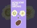 How Kiwi Fruit Grows #shorts