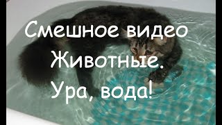 Смешное видео. Животные. Ура, вода! Смешное видео. Животные. Ура, вода!