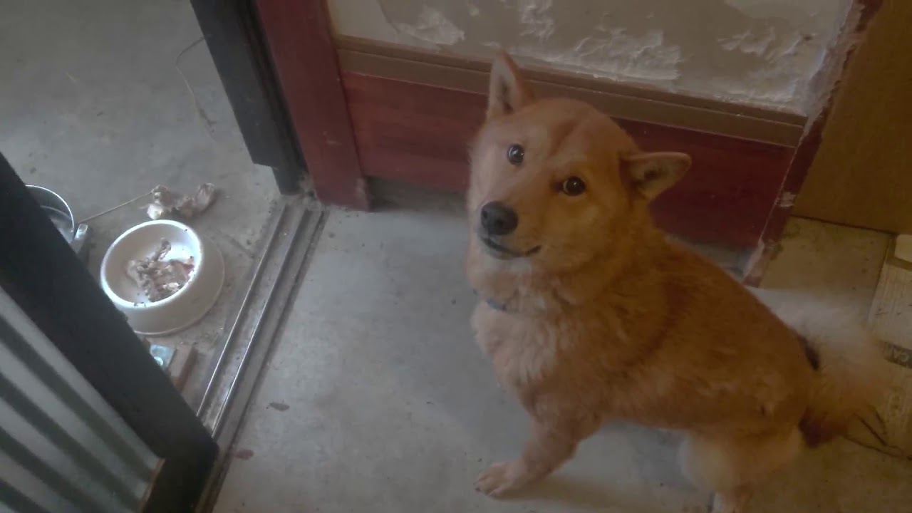 犬に鶏骨食わせても大丈夫 狩猟 ジビエ料理 食材ハンターへの道 犬に鶏骨食わせても大丈夫 狩猟 ジビエ料理 食材ハンターへの道
