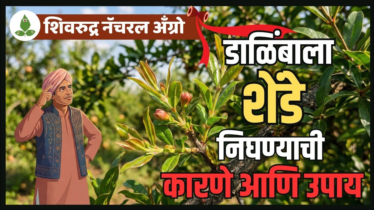 डाळिंब आगारा समस्या | डाळिंब कळी लागत नाही यामागचे कारण आणि उपाय | Shiv Rudra Natural Agro
