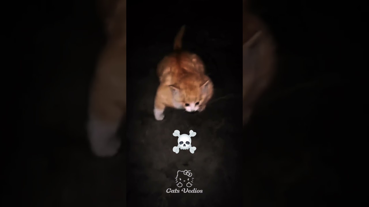 ☠️ FUNK INFERNAL #fyp #edit #cat