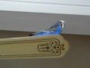 budgie chirping