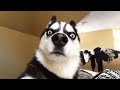 Funny Cats and Dogs 2018 (hilarious)