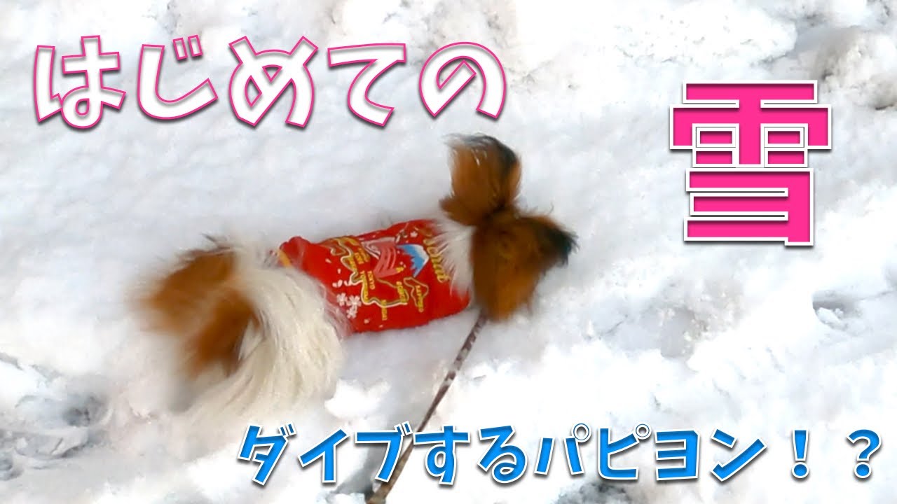 寒がりなのに初めての雪に興奮する素直なパピヨン #papillon #パピヨン