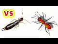 蠼螋 VS 螞蟻，結果會怎樣？Earwig VS Ant